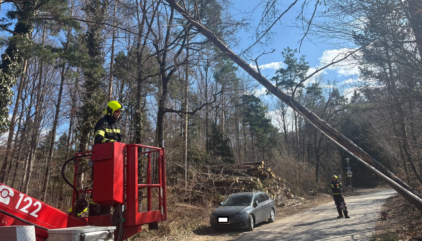 Du betrachtest gerade T1 Objekt/Baum – umgestürzt