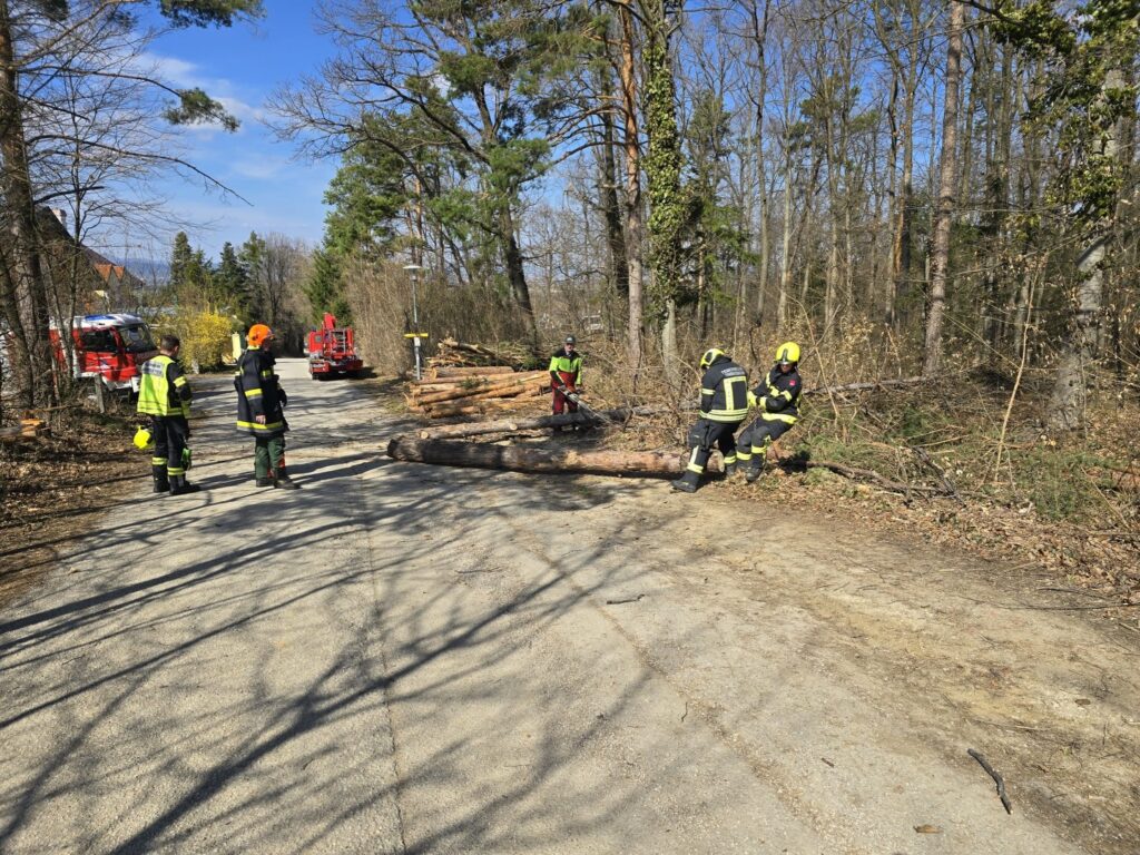 T1 Objekt/Baum - umgestürzt